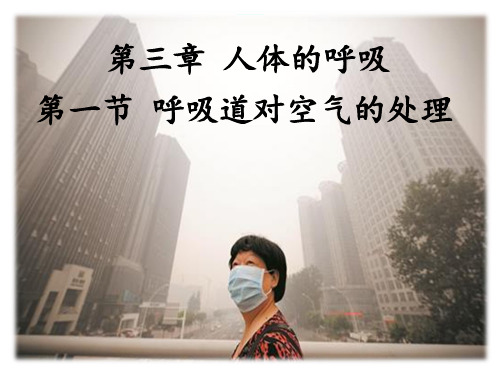 人教版生物七年级下册：4.3.1 呼吸道对空气的处理 (共25张PPT)