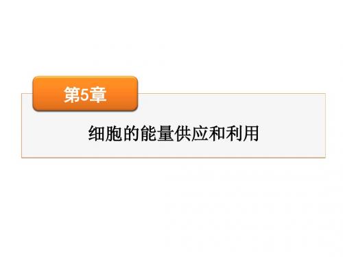 高考生物一轮总复习课件：必修1 第5章 第4节能量之源——光与光合作用