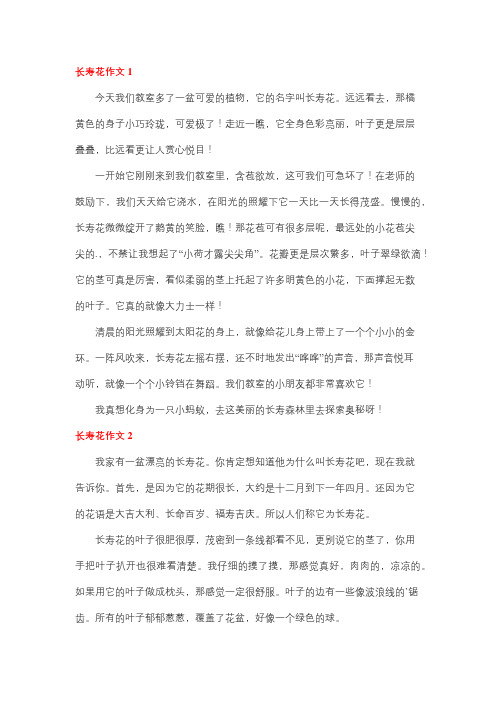 长寿花作文800字散文