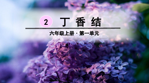 部编人教版六年级语文上册第2课《丁香结》优秀PPT课件