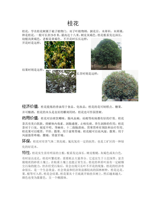 桂花的身份证
