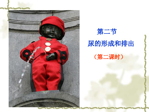 第二节尿的形成与排出(第二课时)