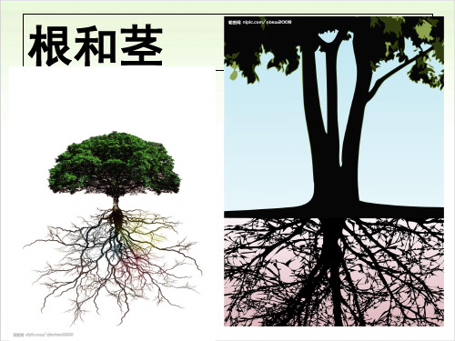 五年级上册科学-根和茎优秀课件冀教版3