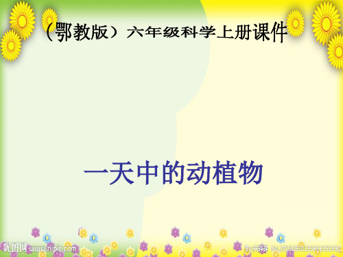 (鄂教版)版小学科学六上《一天中的动植物》PPT课件(同课异构) (1)