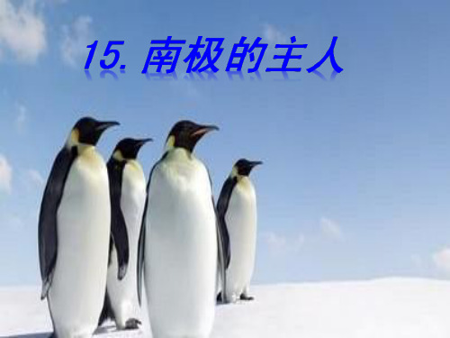 最新苏教版一年级语文下册《文  15 南极的主人》研讨课课件_28