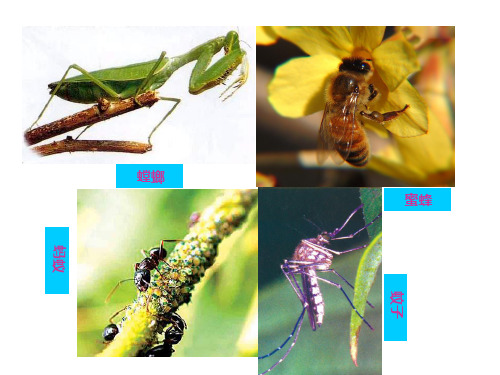 沪教版生物八年级第二册 4.2.9 节肢动物 课件 (2)