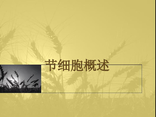 【生物课件】细胞概述教学PPT课件5 浙科版