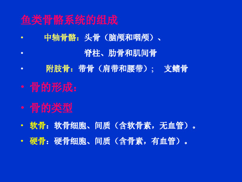鱼类骨骼系统