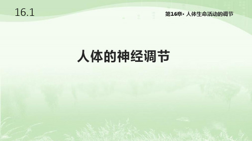 苏科版八年级生物上册16.1《人体的神经调节》课件