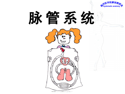 脉管总论心脏 ppt课件