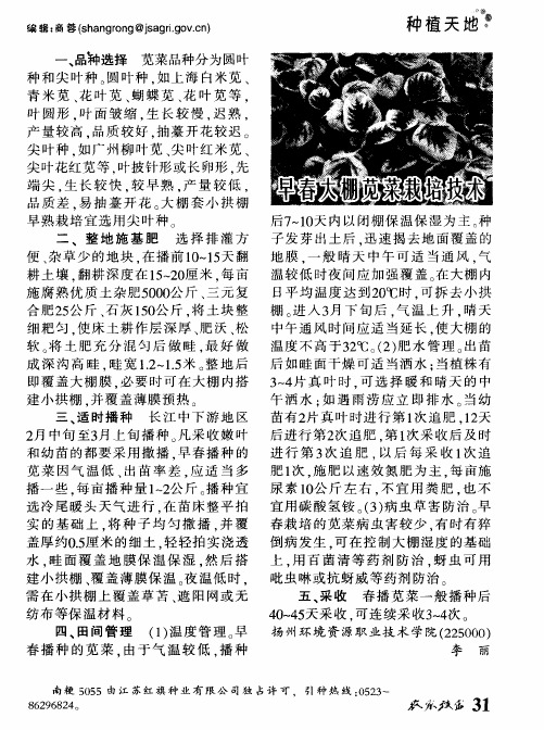 早春大棚苋菜栽培技术