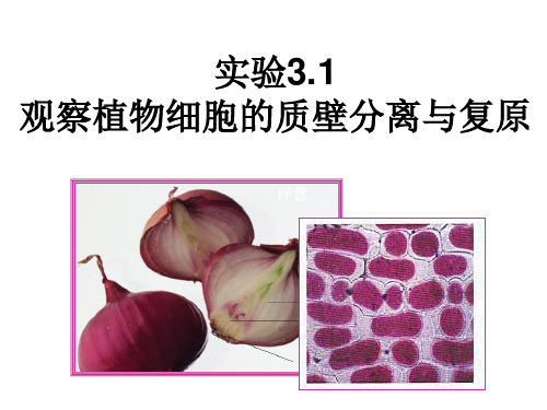 质壁分离