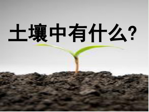 五年级上册科学-土壤中有什么-教科版(共25张)-PPT课堂课件