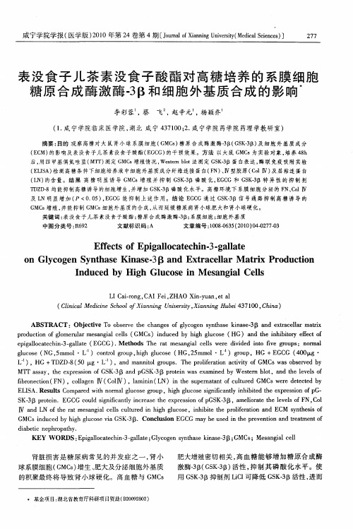 表没食子儿茶素没食子酸酯对高糖培养的系膜细胞糖原合成酶激酶-3β和细胞外基质合成的影响
