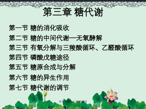 有氧分解与三羧酸循环