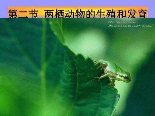 八年级上生物全册课件ppt(花的结构与类型等21个) 济南版13