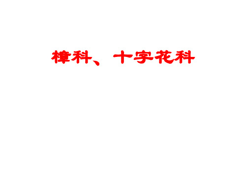 药用植物学-樟科、十字花科