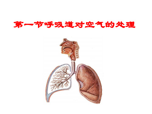 人教版生物七下3.1呼吸道对空气的处理 课件(共16张PPT)
