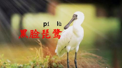 我叫黑脸琵鹭(课件)