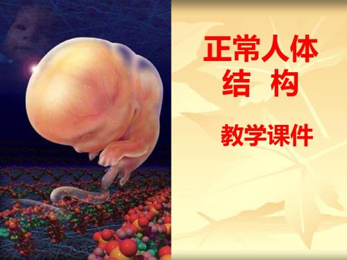 医学-泌尿系统--人体解剖学