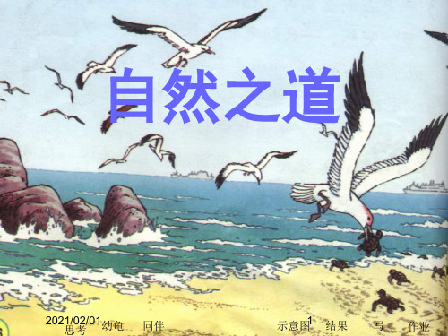 自然之道ppt-人教新课标语文四年级下优质课件PPT