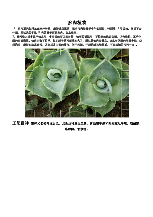 家庭盆景多肉植物—1