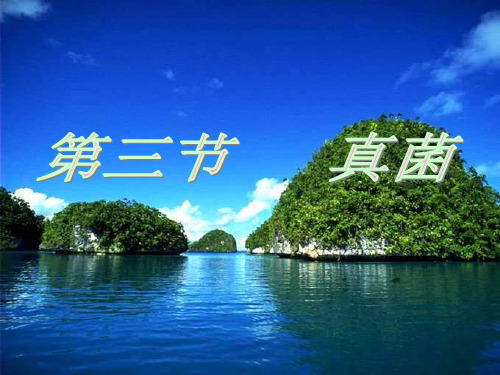 人教版生物-八年级上册-八年级5.4.3《真菌》课件