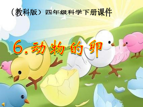 教科版科学四年级下册《2.6.动物的卵》PPT课件(2)