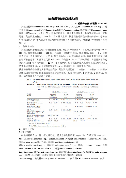 扶桑绵粉蚧的发生动态
