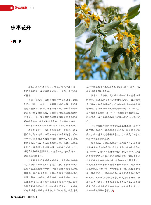 沙枣花开