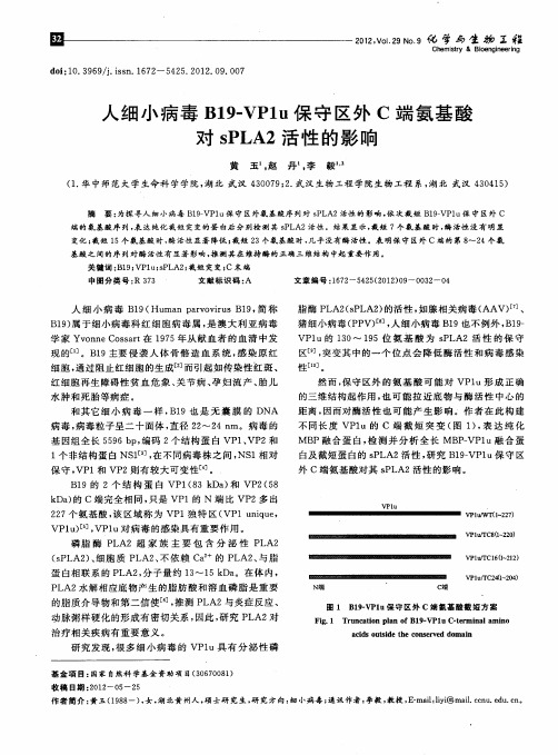 人细小病毒B19-VP1u保守区外C端氨基酸对sPLA2活性的影响