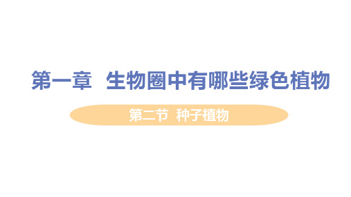 人教版生物七年级上册3.种子植物课件