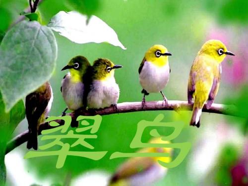 《翠鸟》ppt课件
