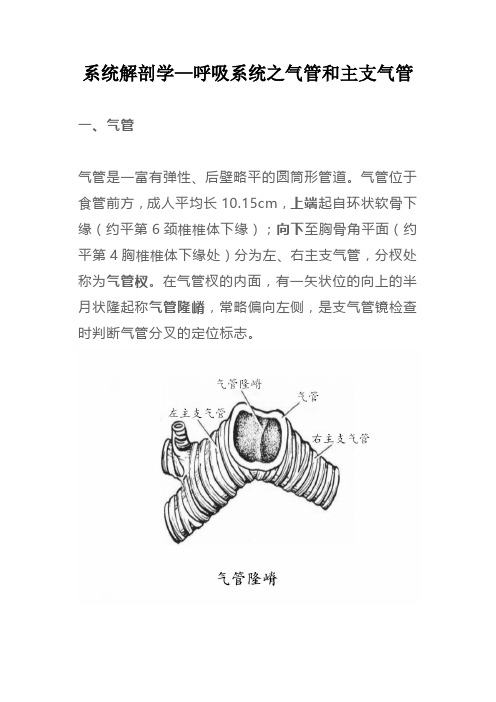 系统解剖学—呼吸系统之气管和主支气管