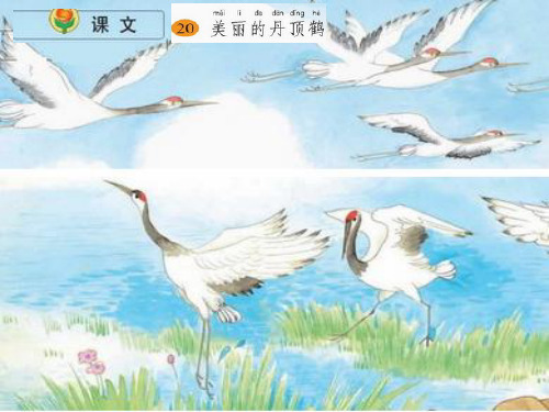 苏教版小学语文二年级上册课文20美丽的丹顶鹤精品PPT课件