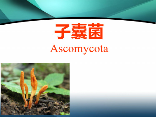 子囊菌门(1)