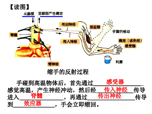 神经调节第三课时  浙教版(PPT)5-2
