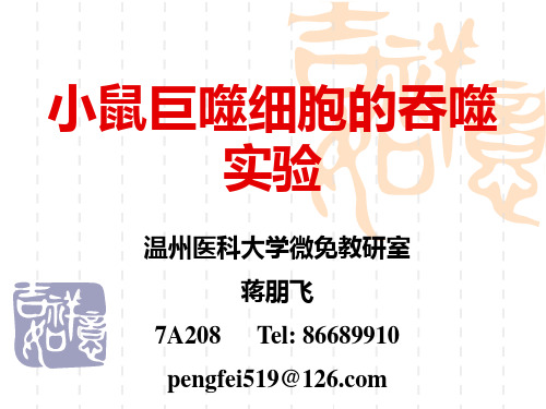 本科实验2大吞噬实验
