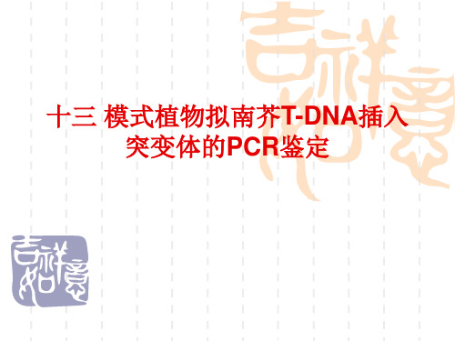 模式植物拟南芥T-DNA插入突变体的PCR鉴定 共21页PPT资料