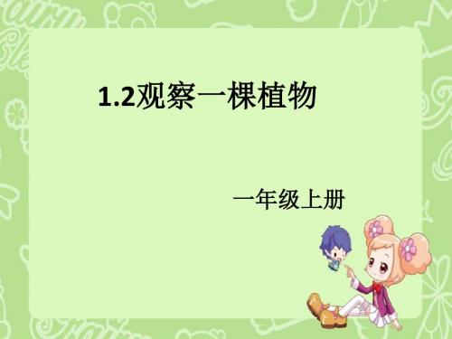 教科版科学一年级上册1.2观察一棵植物