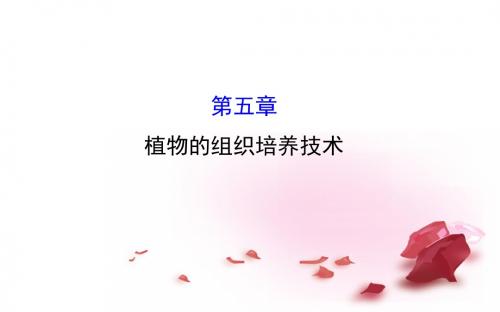 高考生物大一轮复习 5植物的组织培养技术课件 中图版选修1课件