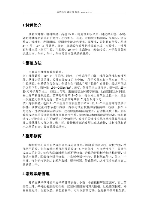 榉树的培育