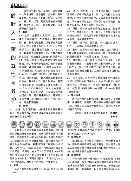 香水百合花后球二次利用效益高
