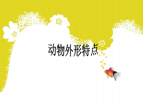 动物的外形特点