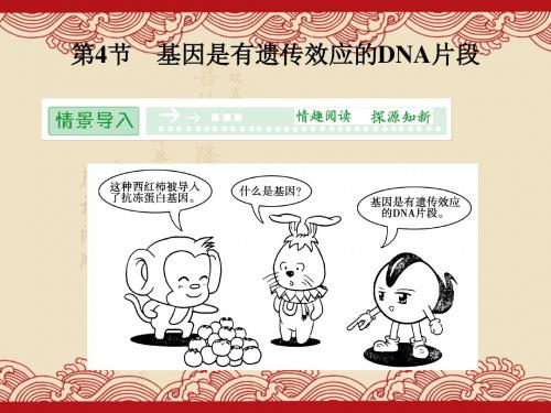 生物：3-4基因是有遗传效应的DNA片段(必修2)(优秀课件)