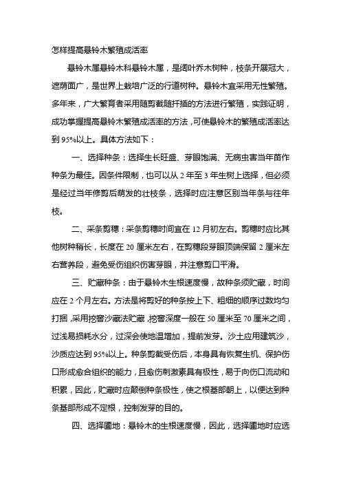 怎样提高悬铃木繁殖成活率