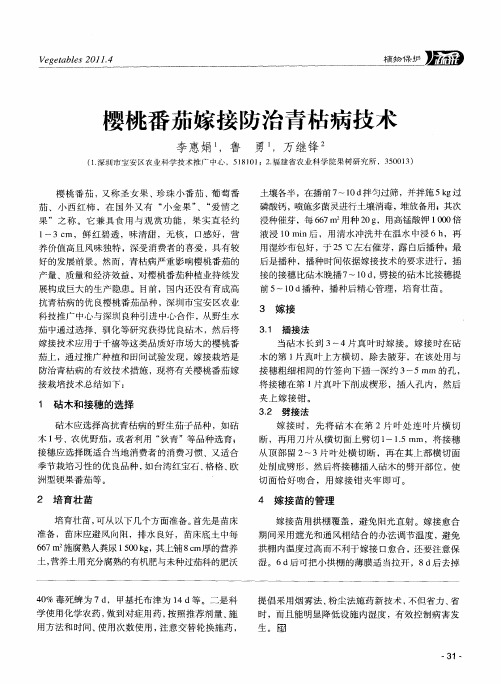 樱桃番茄嫁接防治青枯病技术