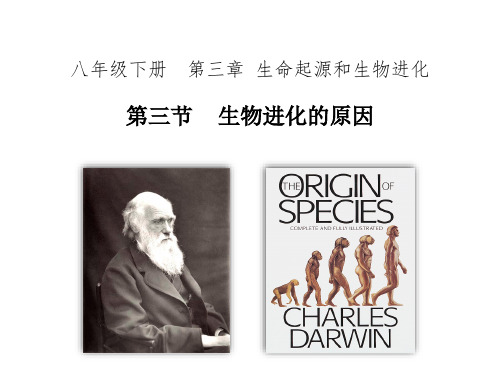 7.3.3 生物进化的原因 课件 人教版八年级生物下册