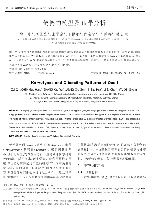 鹌鹑的核型及G带分析