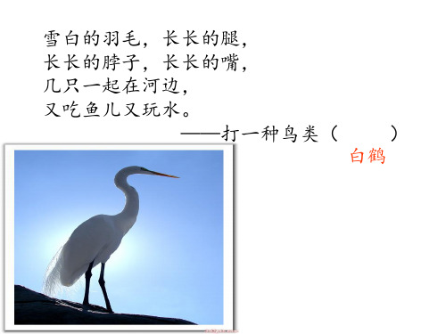 《三只白鹤》PPT课件人教部编版(共18张PPT)